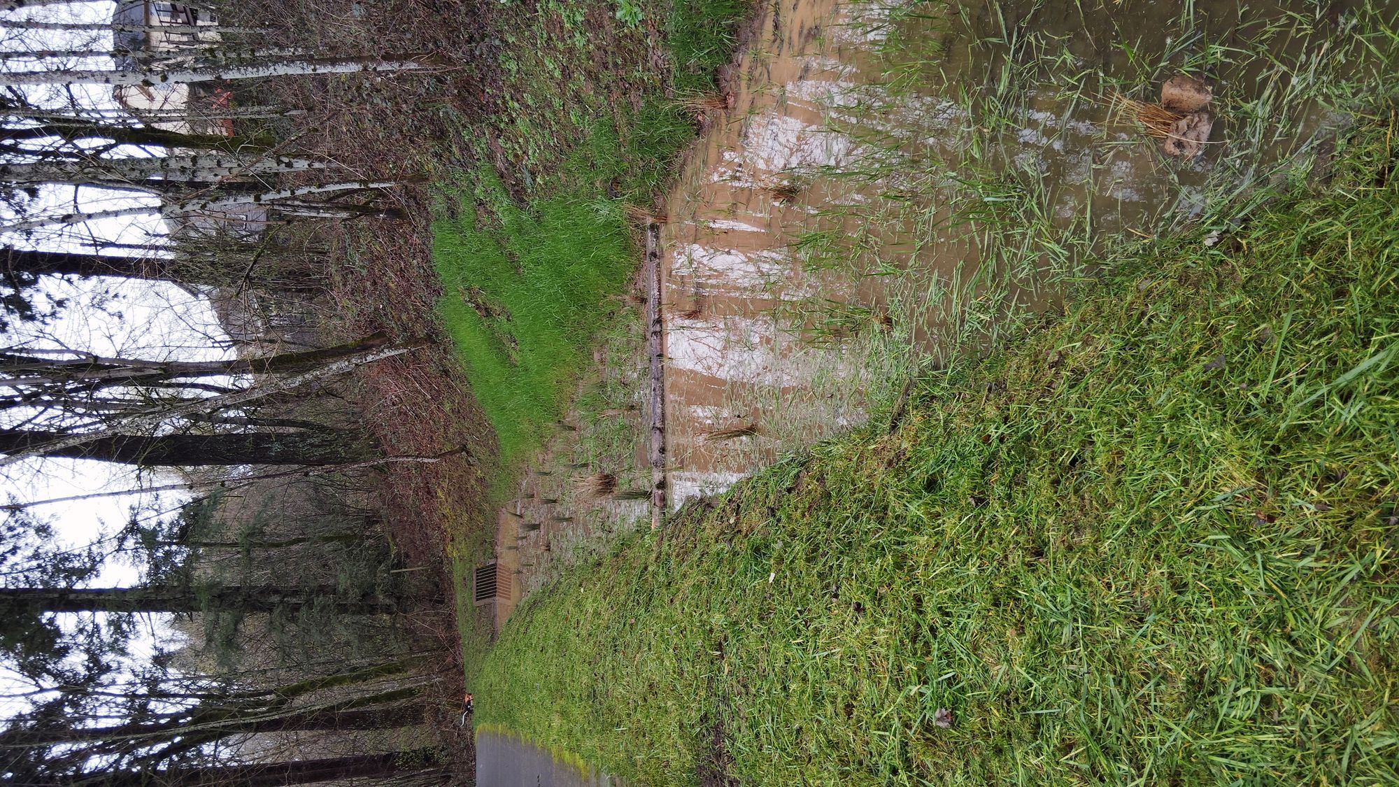 Completed swale system with established vegetation